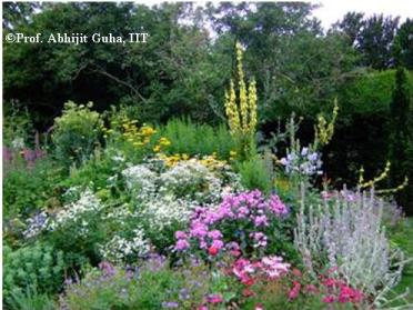 Garden-Clare-College-Cambridge-Abhijit-Guha.JPG