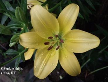 flower-show1-gangtok-copyrighted-abhijit-guha.jpg