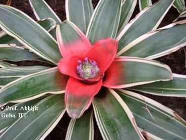 flower-show3-gangtok-copyrighted-abhijit-guha.jpg