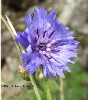 wild-flower2-darjeeling-abhijit-guha.jpg