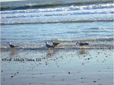 Bournemouth-beach-3-abhijit-guha.JPG