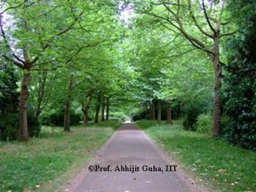 Fellows-Garden-Trinity-College-Cambridge-Abhijit-Guha.JPG