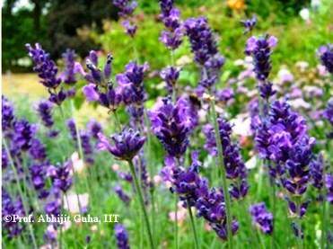 Lavender-near-Buckingham-Palace-Abhijit-Guha.JPG