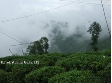 Mysterious-Cloud-on-Tea-Gardens-Darjeeling-Abhijit-Guha.JPG