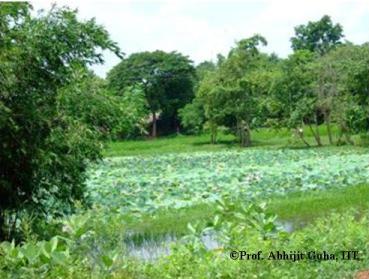 a-village-pond-bengal-abhijit-guha.JPG