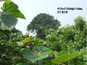 banyan-tree-on-bishnupur-ruin-abhijit-guha.jpg