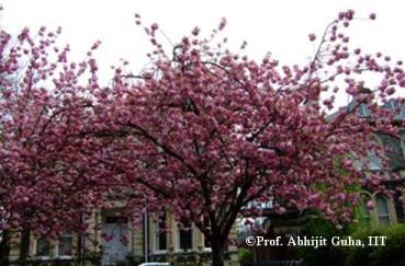 cherry-tree-roadside-bristol-abhijit-guha.jpg