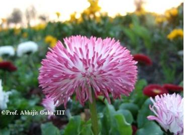 flower-on-roadside-bristol-copyrighted-abhijit-guha.jpg