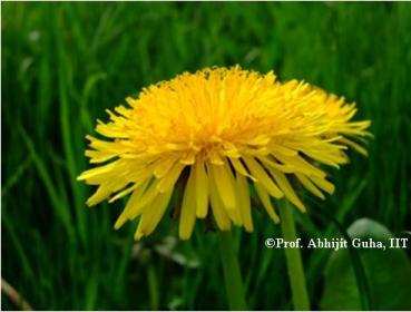 flower-on-roadside-bristol3-copyrighted-abhijit-guha.jpg