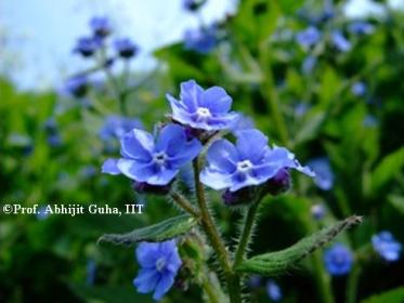 wild-flower-bristol-copyrighted-abhijit-guha.jpg